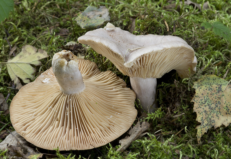 Lactarius flexuosus